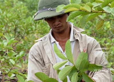 Bia dat chuyen tram nguoi pha nat vuon oi gia dinh Le Roi hinh anh