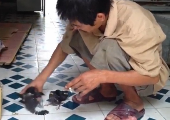 Clip cha dua con di thi, mang theo chim rung hinh anh