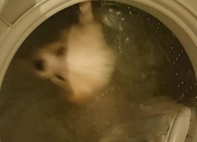 Day song voi buc anh chang trai cho cho cung vao may giat hinh anh