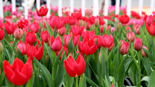 5 loai hoa dep chua chat doc gay hai cho suc khoe hinh anh