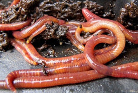 Hai nguoi dan ong tu vong vi ghep nham than nhiem 'giun quy' hinh anh