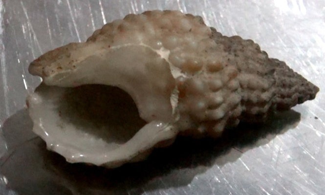 An mot con oc la, be 6 tuoi chet hinh anh