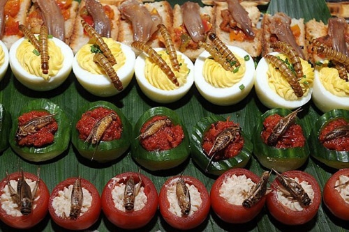 Con trung - thuc pham cuu canh cua tuong lai hinh anh