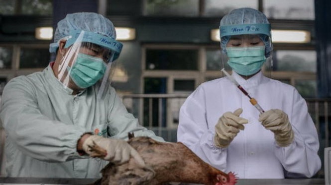 Hai nguoi Trung Quoc chet vi cum H7N9 hinh anh