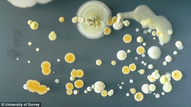Một vi khuẩn gây bệnh khác có tên Bacillus cũng được phát hiện, vi khuẩn này thường được tìm thấy trong đất. Các nhà khoa học cũng kết luận trung bình mỗi chiếc điện thoại chứa mầm bệnh cao gấp 18 lần so với nút nhấn xả nước trong nhà vệ sinh.