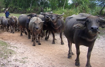 Con trau - 'kho thuoc' chua du thu benh hinh anh