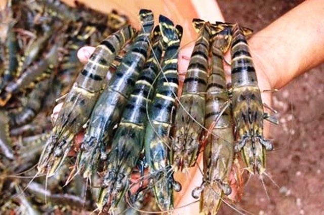 Phan biet tom bi bom bot, dam ure the nao? hinh anh