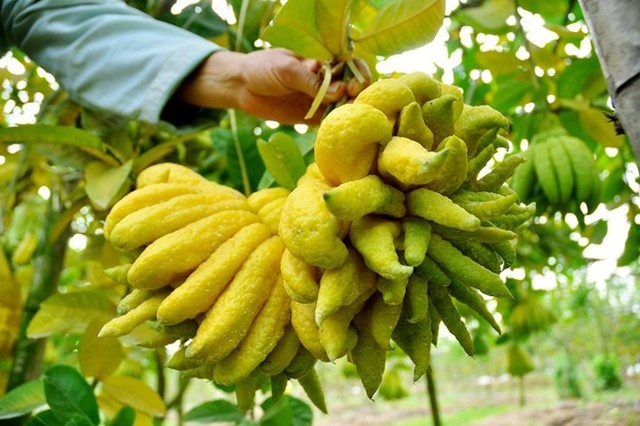 Bat ngo voi cach tan dung qua phat thu sau Tet hinh anh