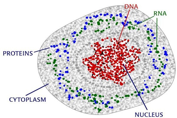 1. DNA của bạn có thể kéo dài từ trái đất đến mặt trời 600 lần. Trong một tế bào có khoảng 3 mét DNA và cơ thể bạn có 10 nghìn tỷ tế bào. Với tổng số DNA như vậy thì tổng số DNA trong có thể bạn có thể thực hiện hàng trăm chuyến viếng thăm mặt trời và ngược lại.