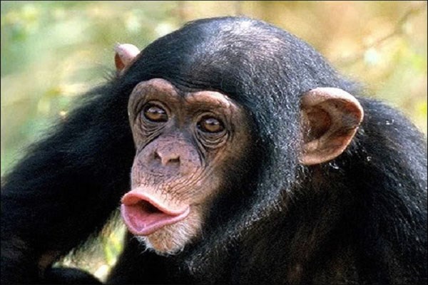 4. 98% DNA ở người giống tinh tinh. Bộ gen người giống 7% với các vi khuẩn đường ruột E.coli, 21% với sâu, 90% đối với chuột và 98% với tinh tinh. Sau hàng tỷ năm tiến hóa, gen của chúng ta trao đổi với tất cả sự sống trên trái đất.