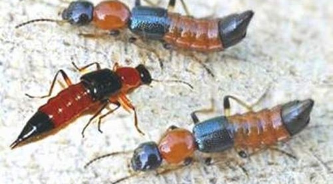 Doc to trong kien ba khoang hinh anh