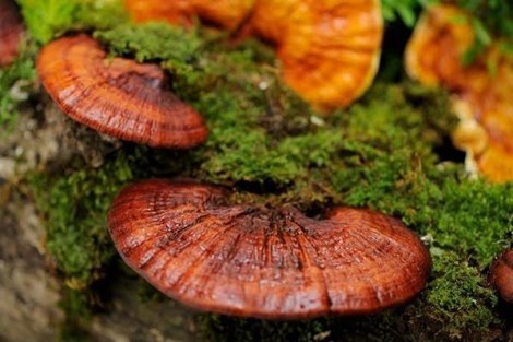 Nam linh chi, vu khi moi chong tang can hinh anh