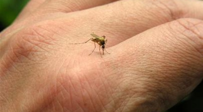 hai người Việt nhiễm virus zika ảnh 1 hai nguoi Viet nhiem virus zika anh 1