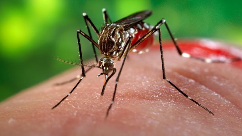 Them 2 truong hop nhiem virus Zika tai TP.HCM hinh anh