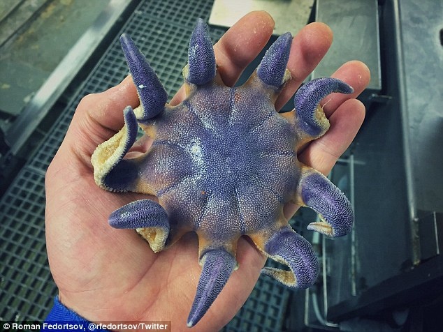 Bo suu tap sinh vat ky quai cua ngu dan Nga anh 11