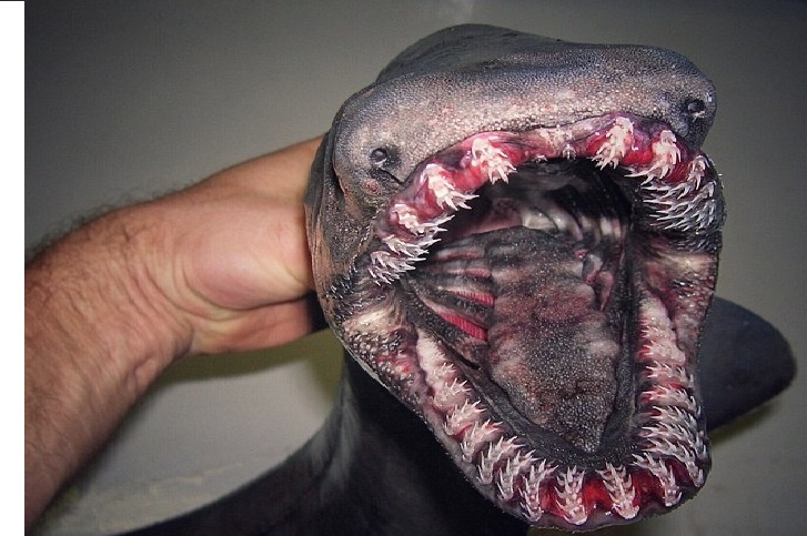 Bo suu tap 'quai vat dai duong' cua ngu dan Nga hinh anh