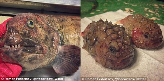 Bo suu tap sinh vat ky quai cua ngu dan Nga anh 10