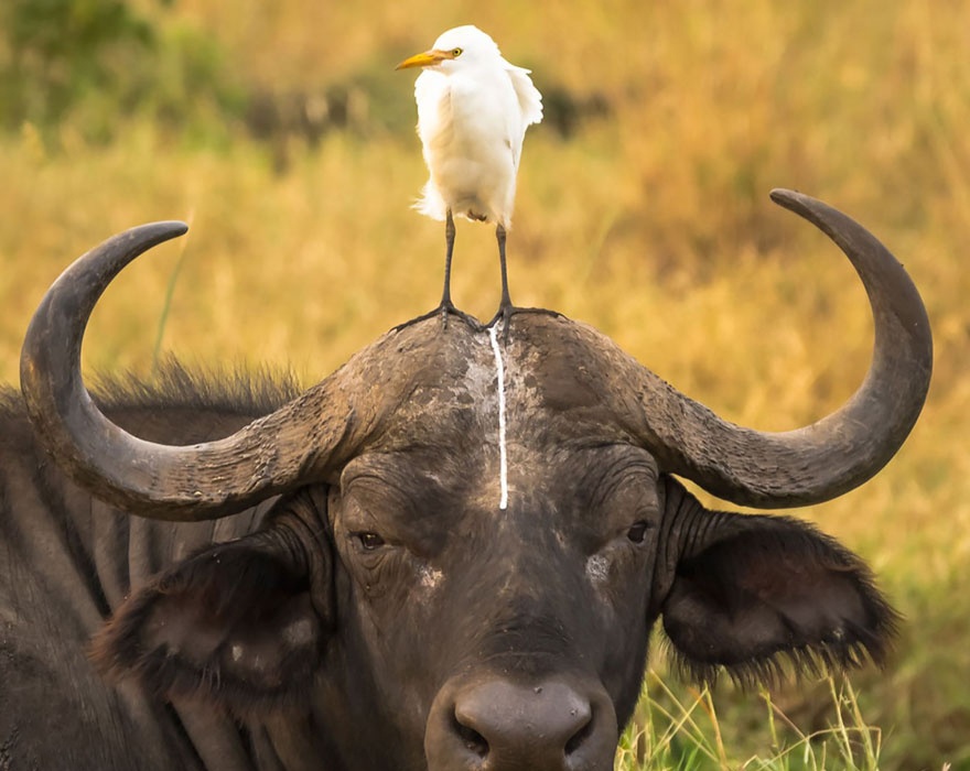 top ảnh động vật hài hước 2016 ảnh 10 top anh dong vat hai huoc 2016 anh 10