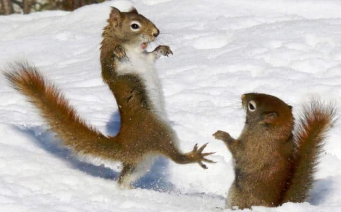 Soc tap karate, ca selfie lot top anh dong vat hai huoc 2016 hinh anh