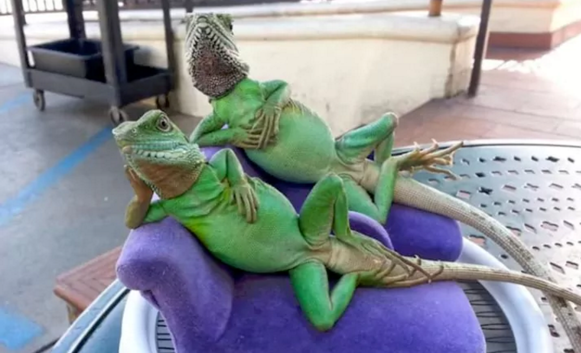 top ảnh động vật hài hước 2016 ảnh 7 top anh dong vat hai huoc 2016 anh 7