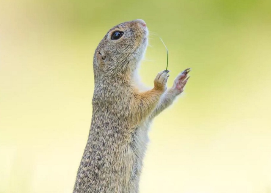 top ảnh động vật hài hước 2016 ảnh 3 top anh dong vat hai huoc 2016 anh 3