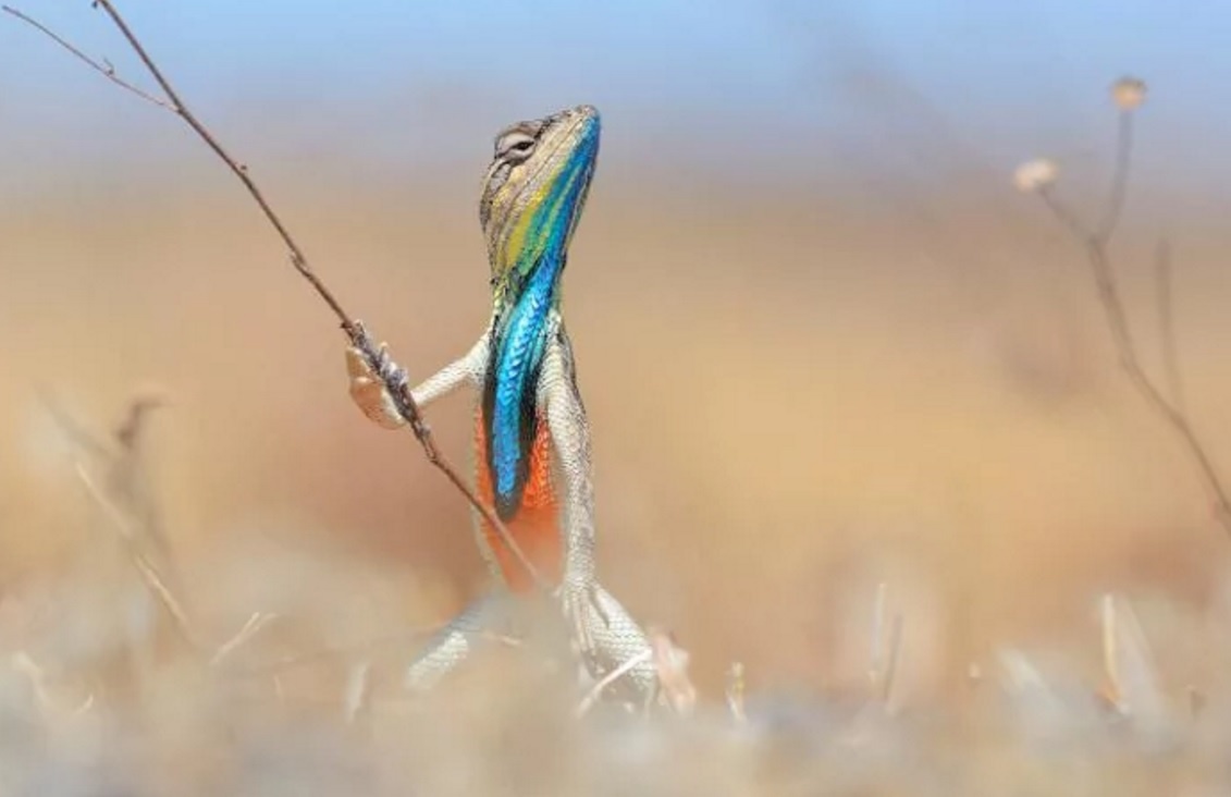 top ảnh động vật hài hước 2016 ảnh 2 top anh dong vat hai huoc 2016 anh 2