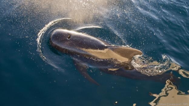 Vì sao cá voi tự sát tập thể ảnh 3 Vi sao ca voi tu sat tap the anh 3