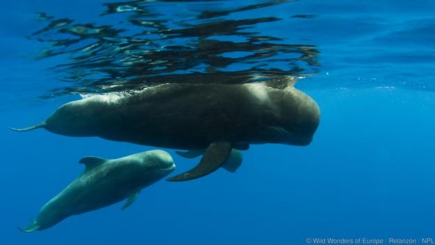 Vì sao cá voi tự sát tập thể ảnh 2 Vi sao ca voi tu sat tap the anh 2