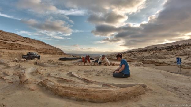 Vì sao cá voi tự sát tập thể ảnh 4 Vi sao ca voi tu sat tap the anh 4