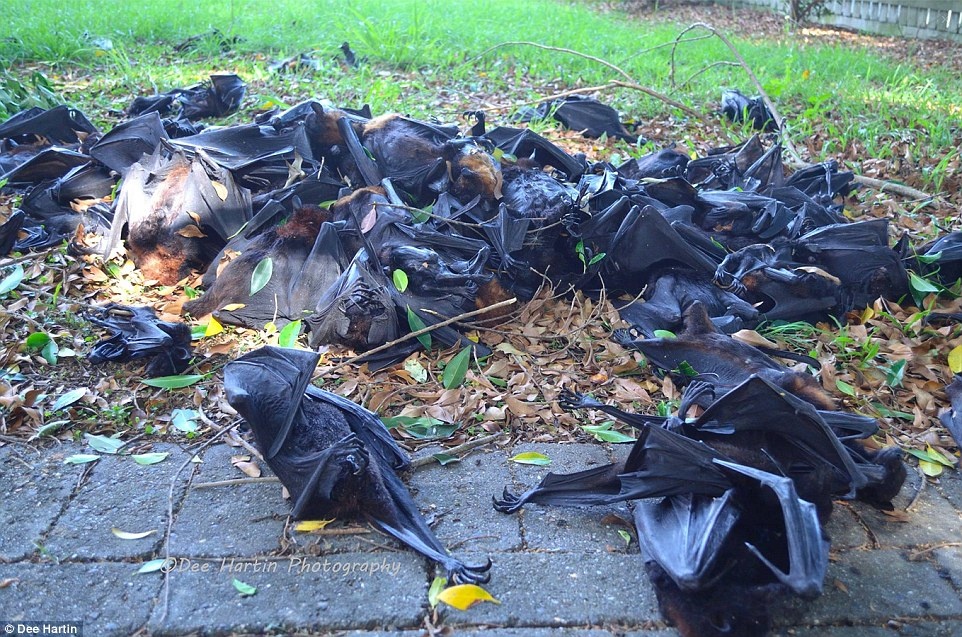 'Mua' xac doi trong nang nong o Australia hinh anh