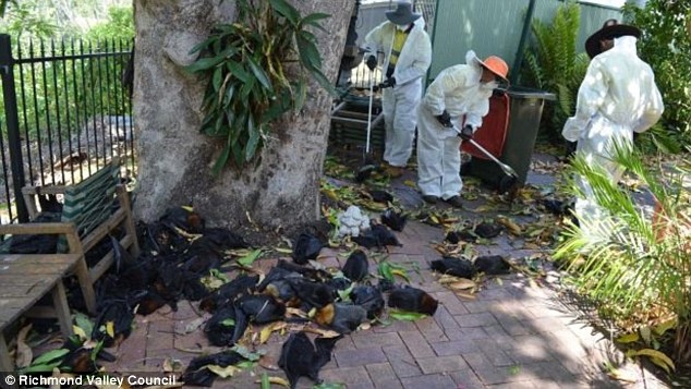 Mua xac doi kinh hoang trong nang nong o Australia anh 1