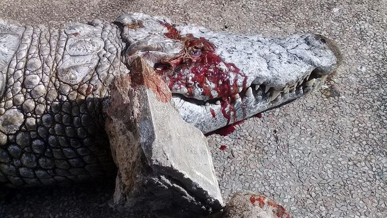 Ca sau bi nem da den chet o so thu tai Tunisia hinh anh