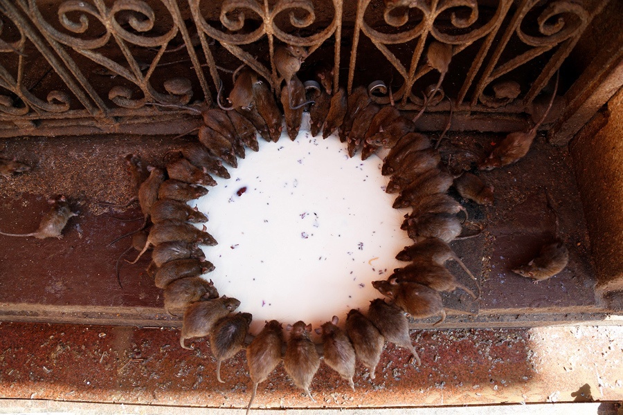 anh dep trong tuan anh 11