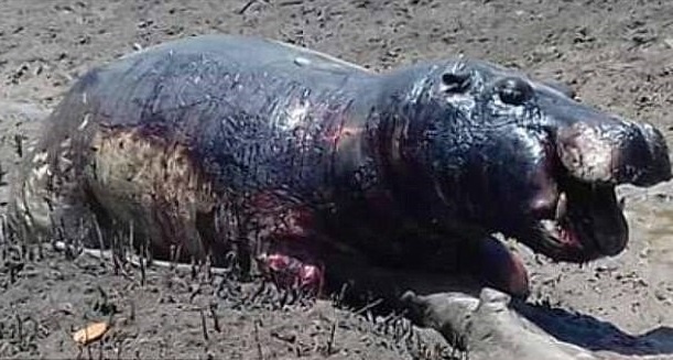 Ha ma bi 'nuong chin' duoi nang thieu dot o Kenya hinh anh