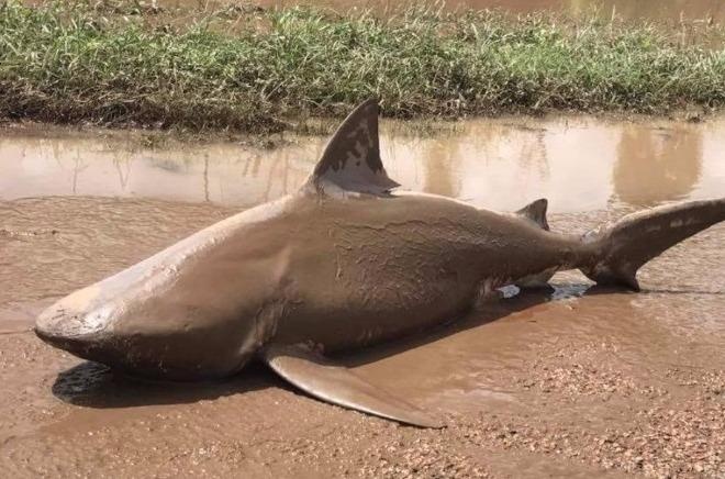 Ca map an thit nguoi xuat hien giua pho Australia hinh anh