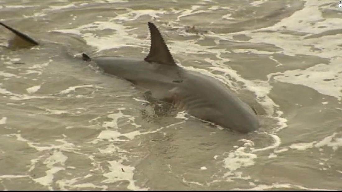 Ca map trang mac can gay nao loan bo bien My hinh anh