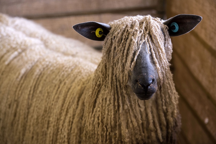 cu nhay thot tim lot top anh tuan anh 9