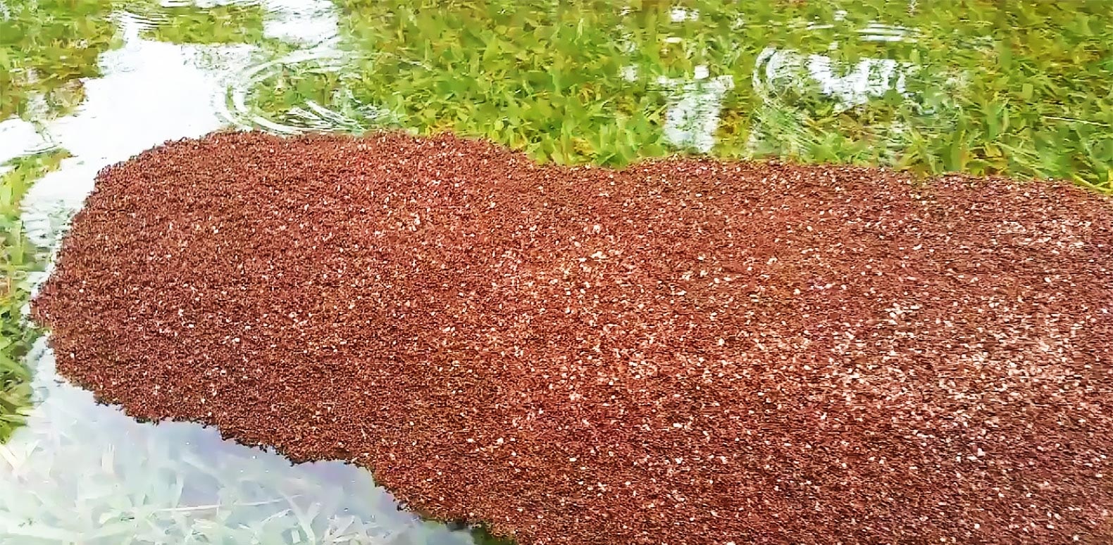 Bão Harvey ảnh 2 Bao Harvey anh 2