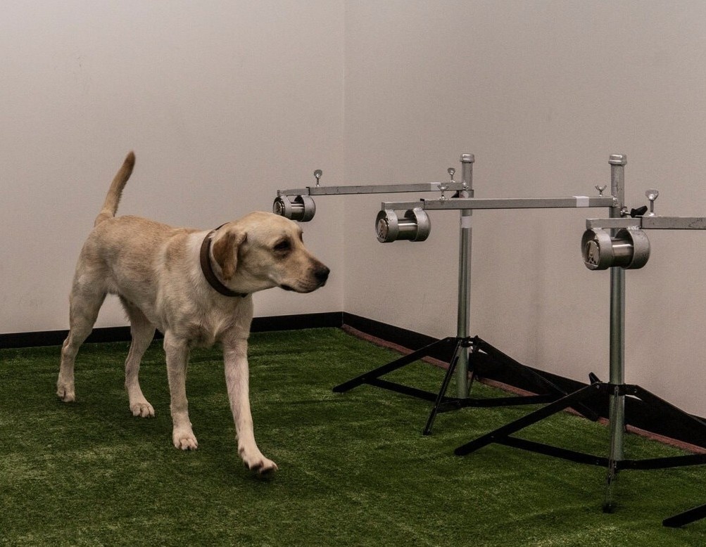 Huan luyen cho phat hien nhanh nguoi mac Covid-19 o Thai Lan hinh anh