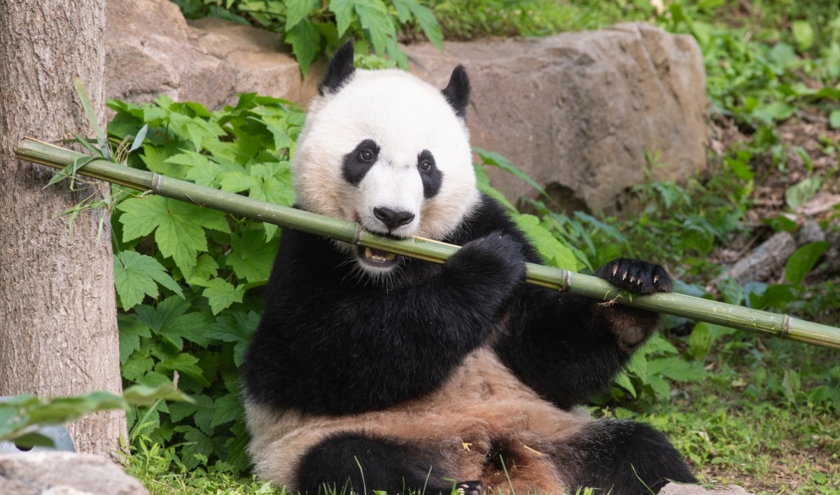 gau truc Trung Quoc anh 1