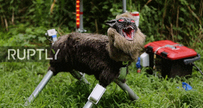 Robot cho soi bao ve mua mang o Nhat hinh anh