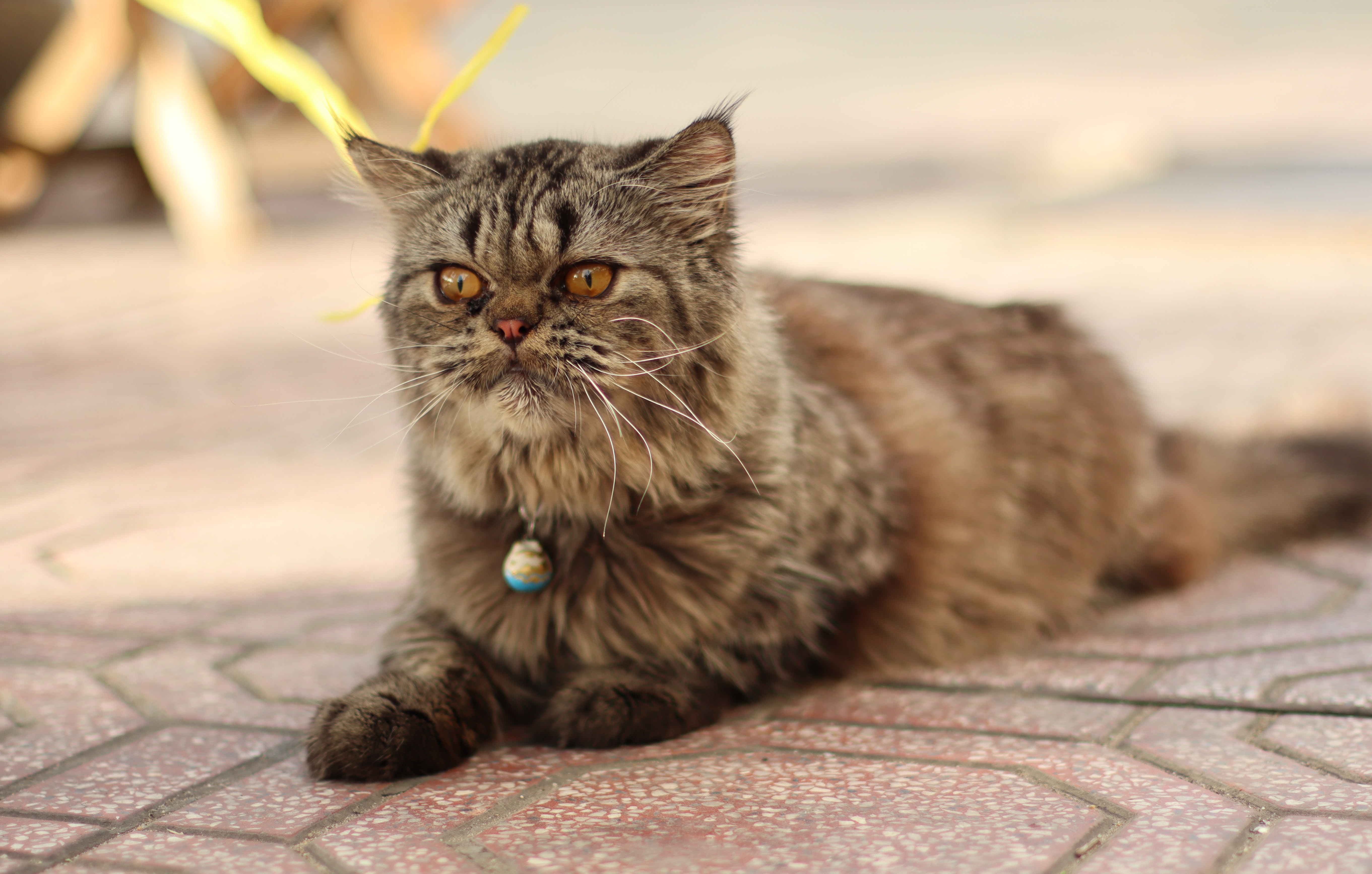 co nen mua canon m50 anh 10