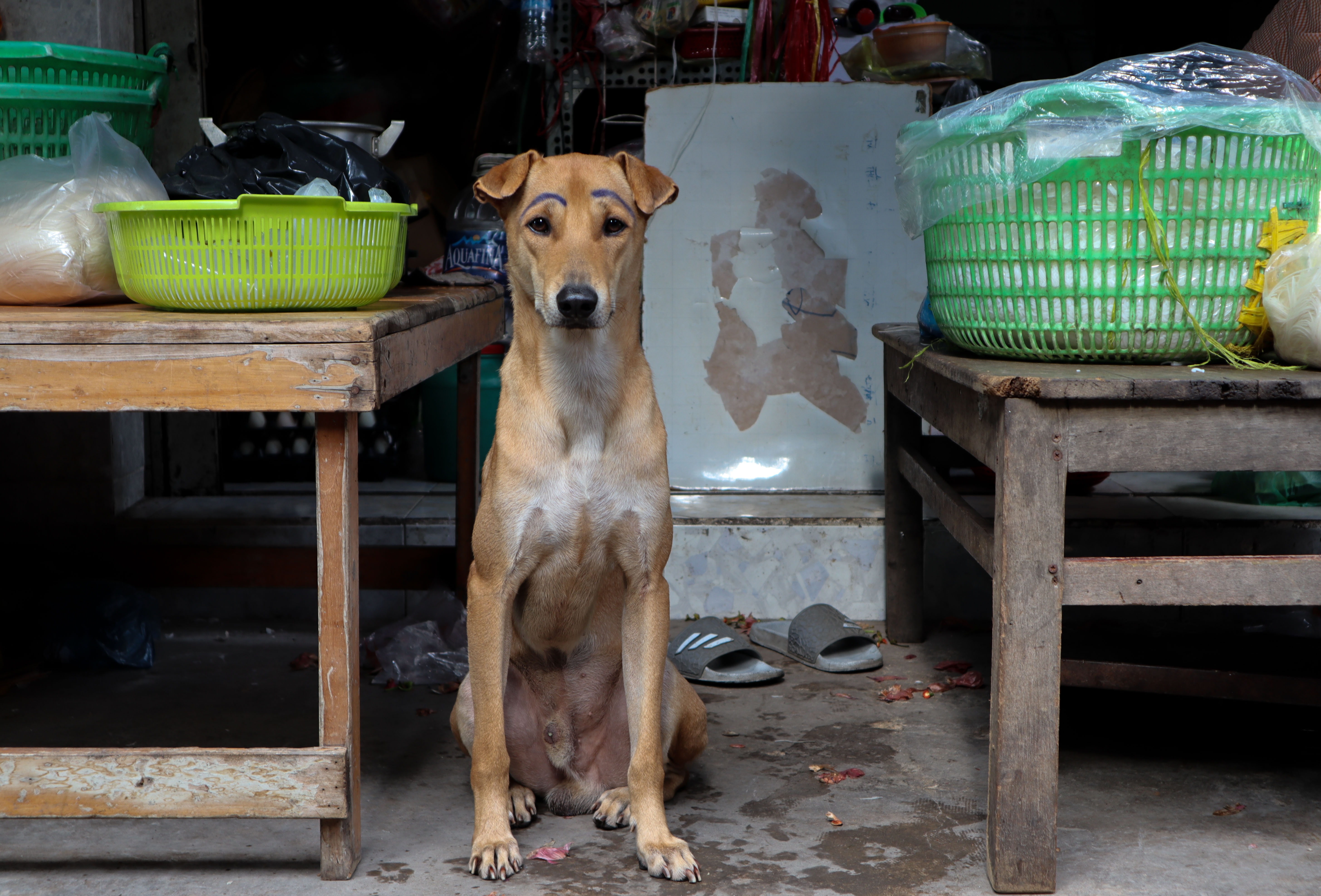 co nen mua canon m50 anh 15