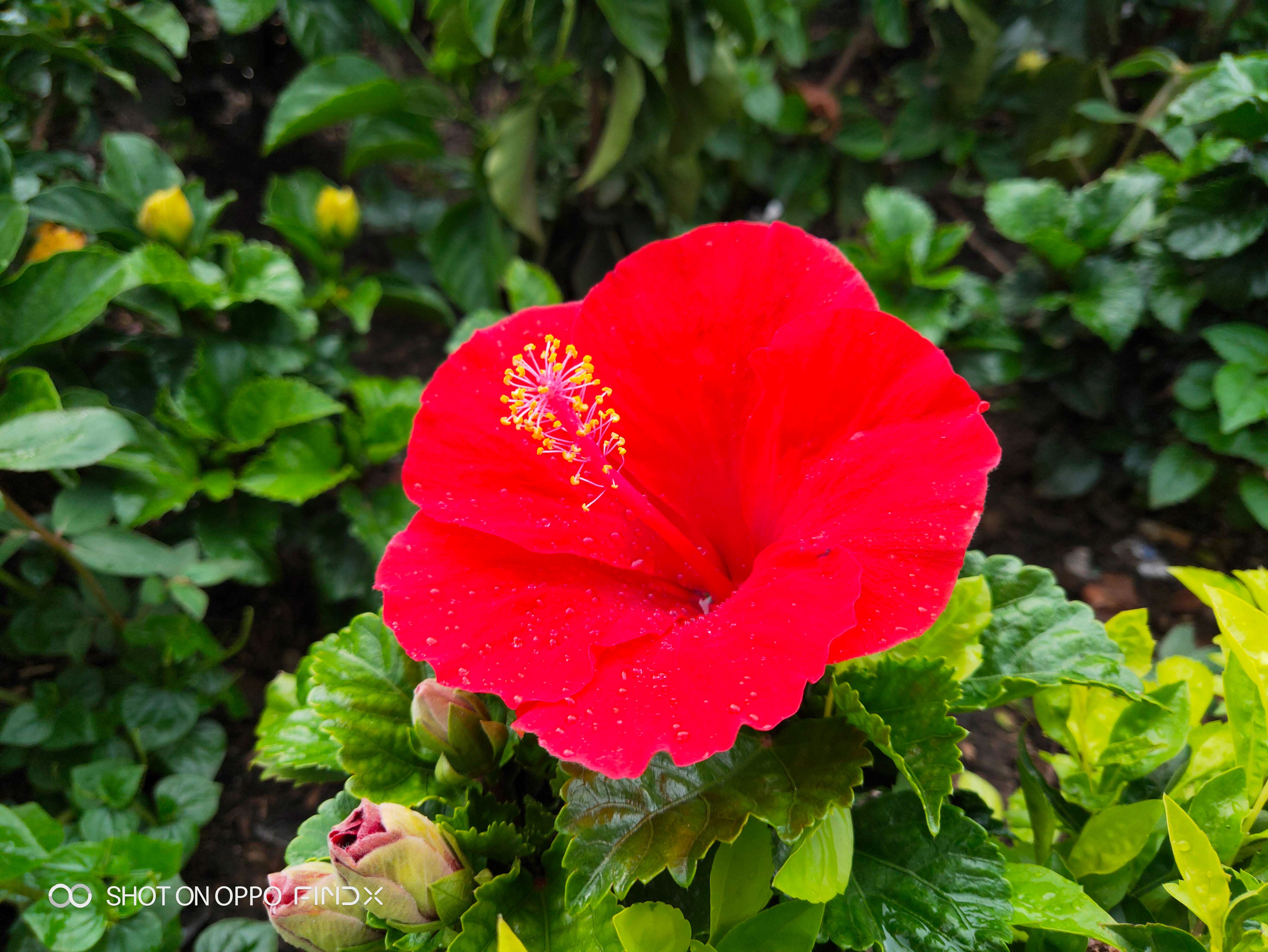 Danh gia chi tiet Oppo Find X anh 9