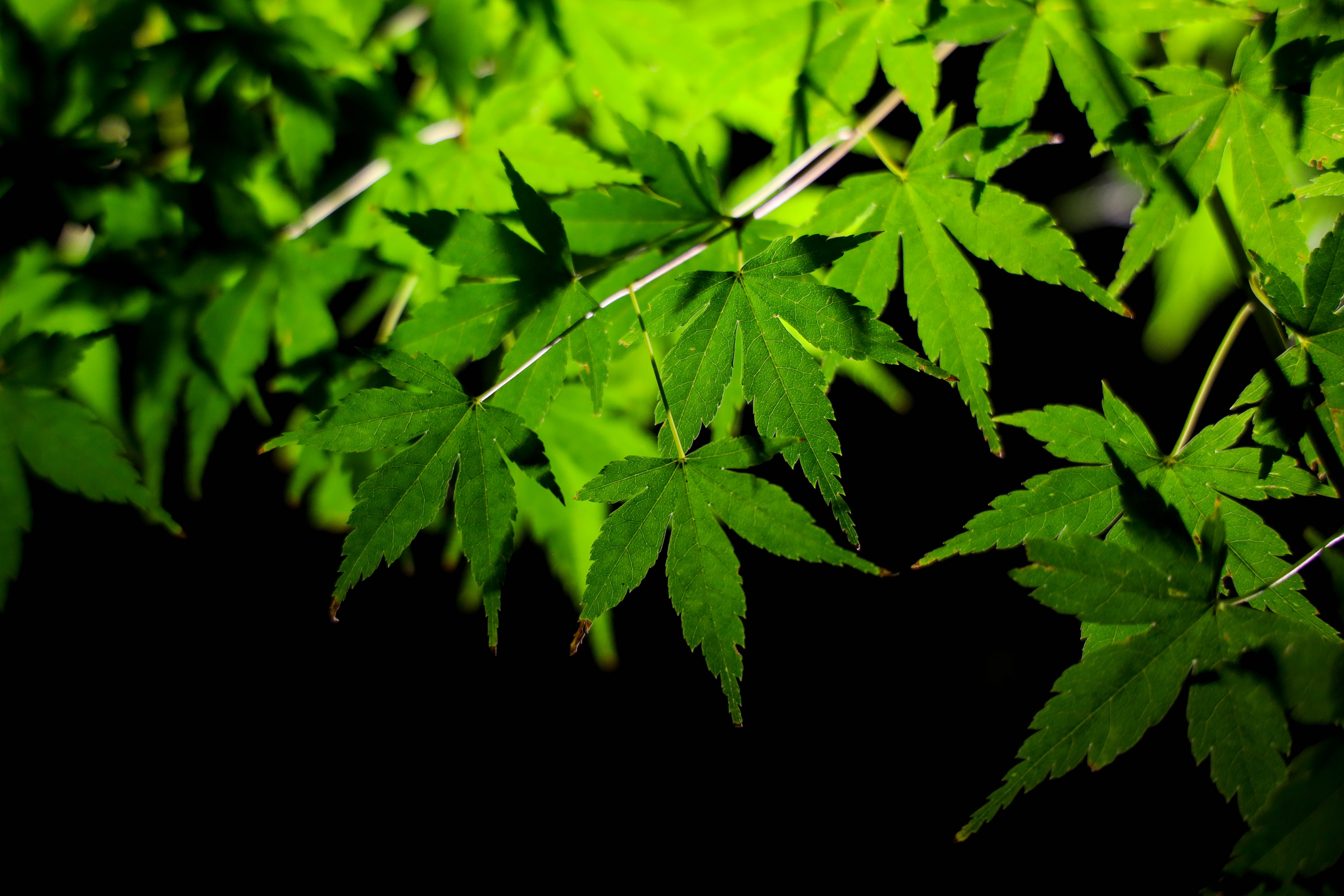 Danh gia Canon EOS R anh 11