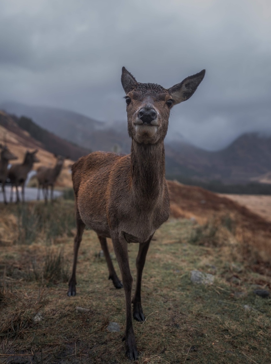 anh chup tu nokia 9 pureview anh 12