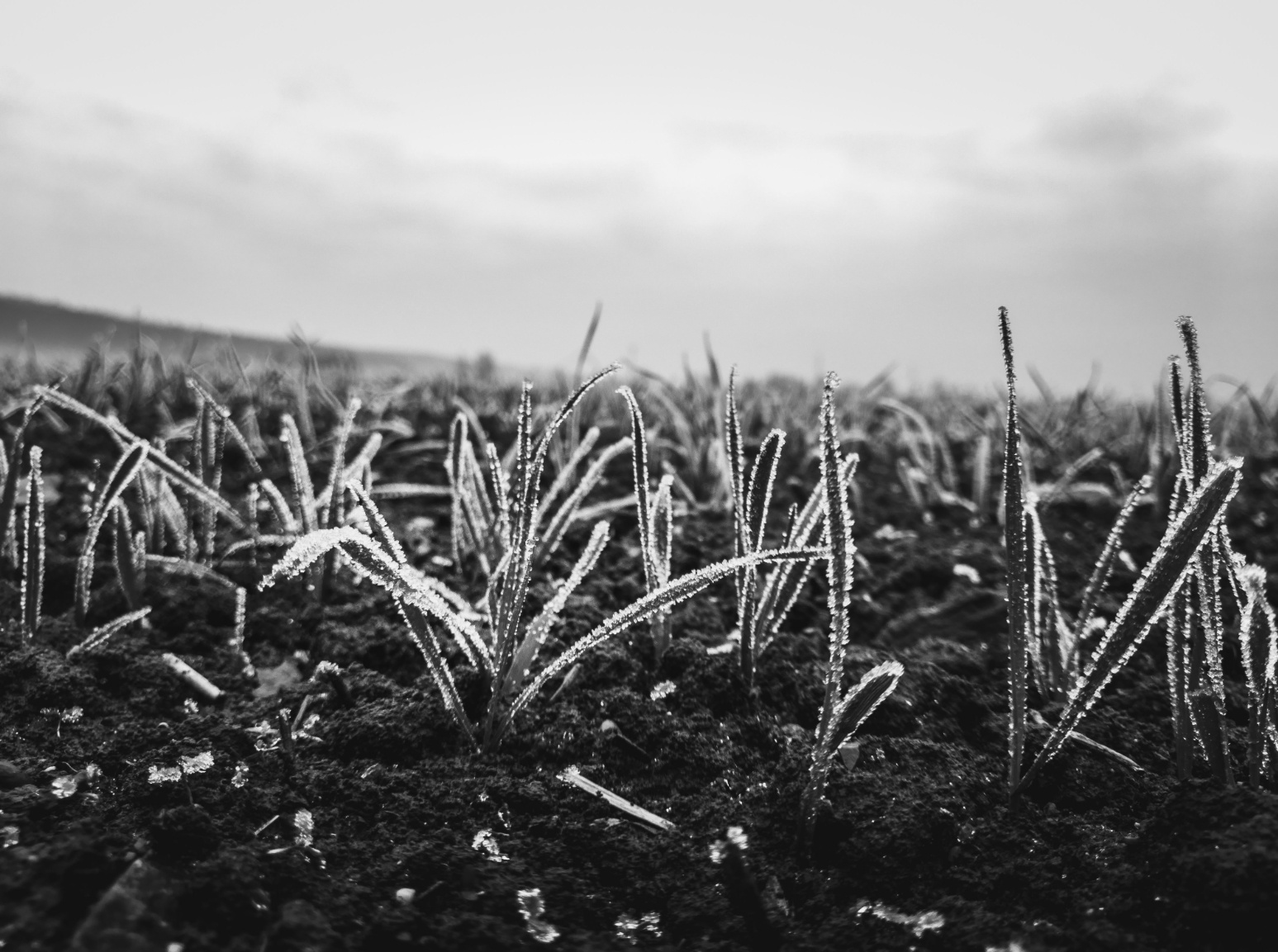 anh chup tu nokia 9 pureview anh 13