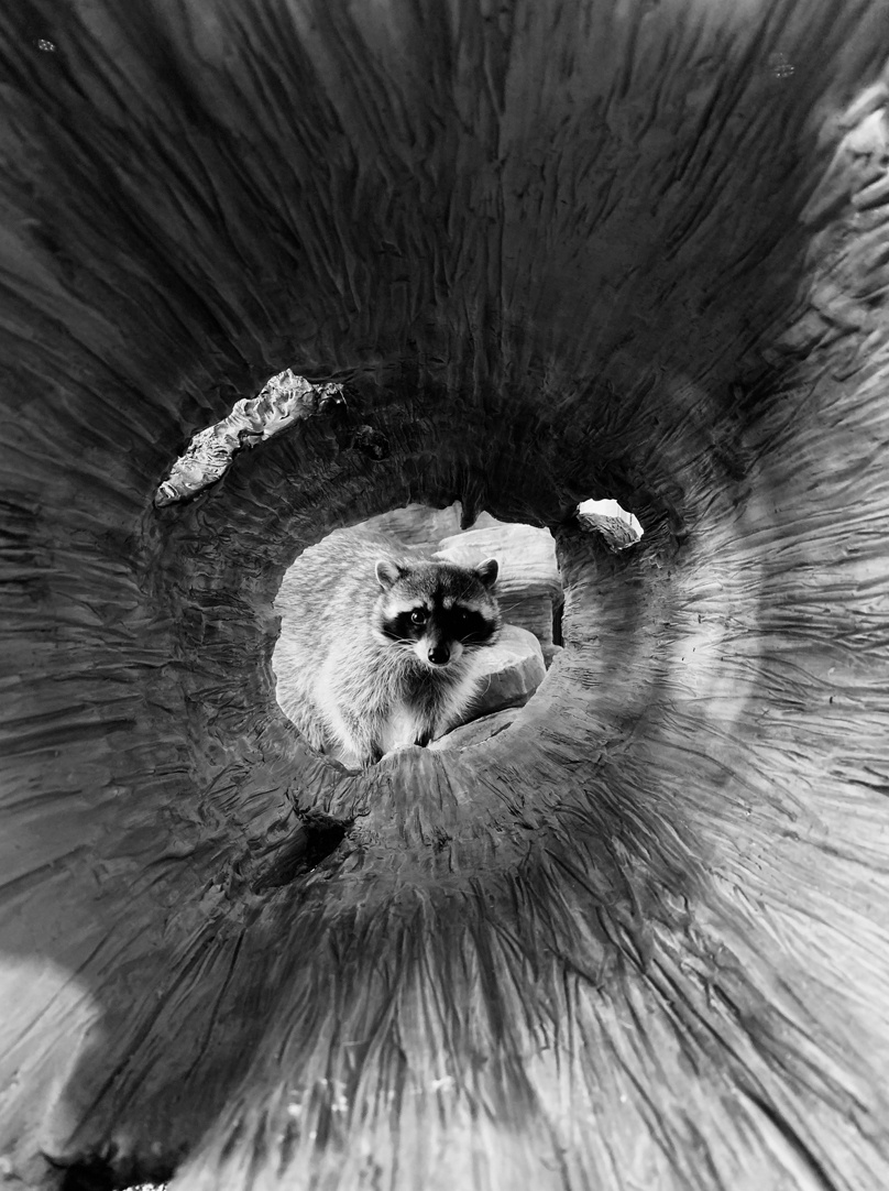 cuoc thi anh iphone cua Apple anh 7