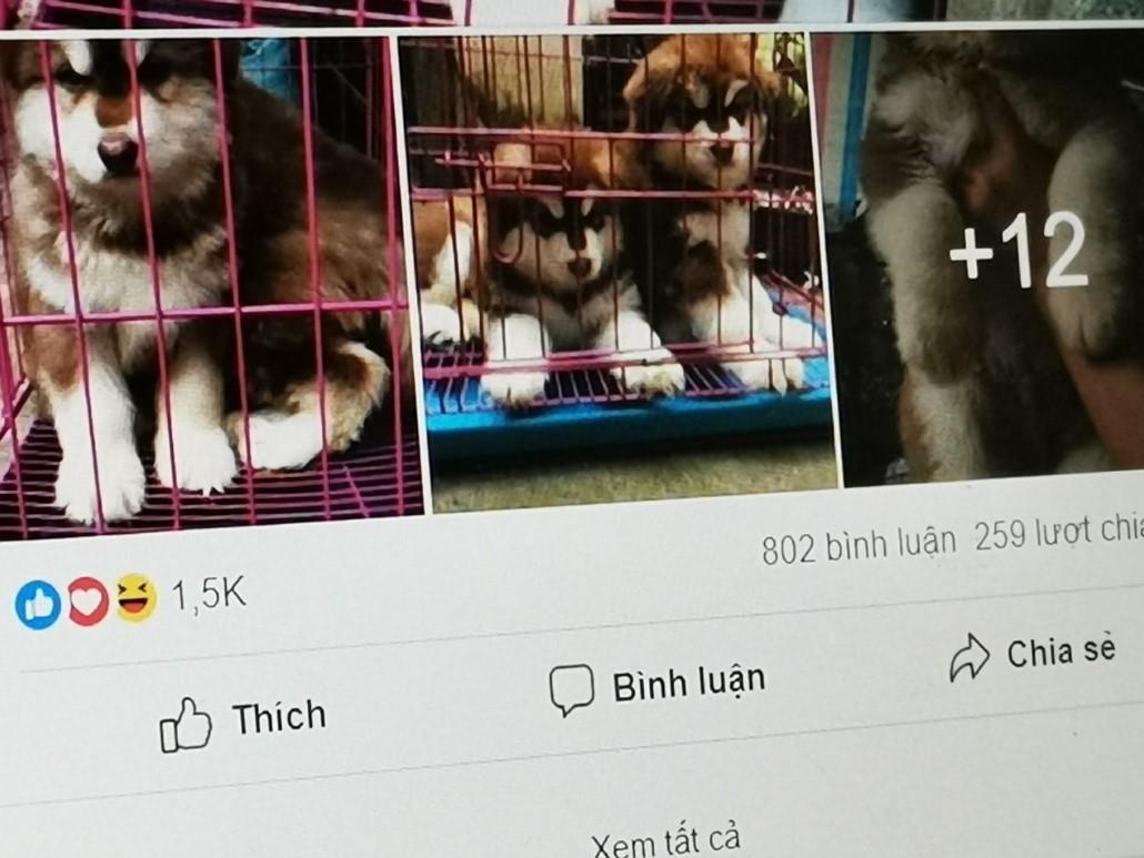 lừa tặng chó mèo trên Facebook ảnh 2 lua tang cho meo tren Facebook anh 2