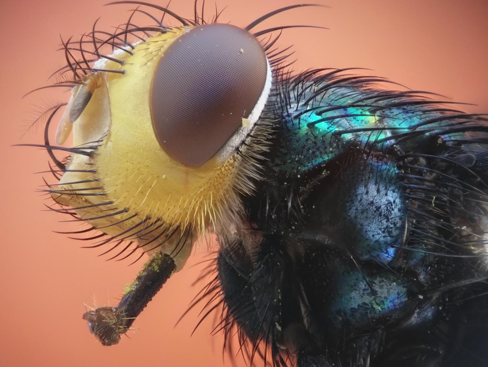 Picture-Perfect anh 5